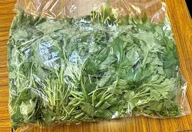 水耕栽培生よもぎ
