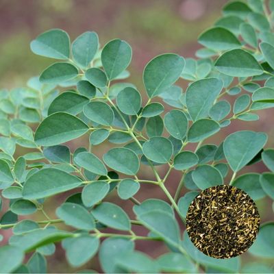 モリンガ葉殺菌粉砕品(国産)