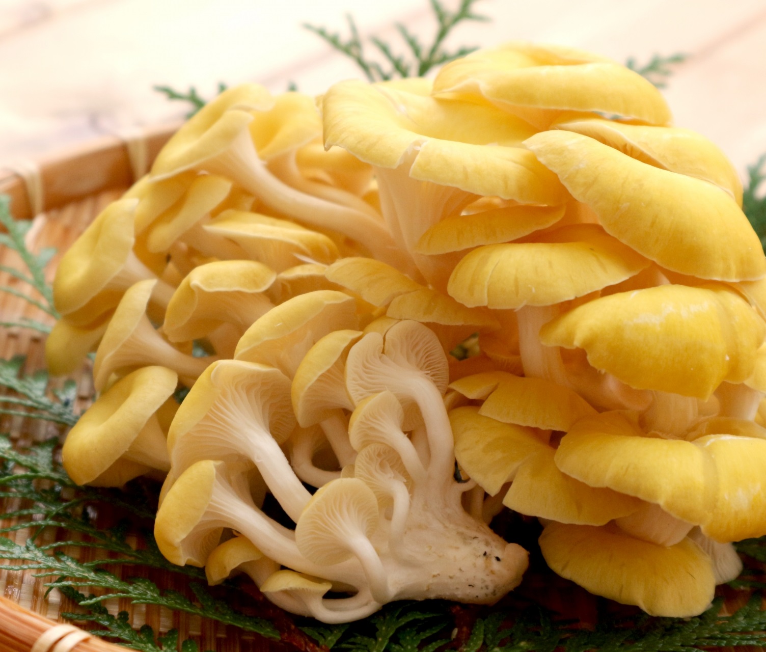 たもぎたけ（エルゴチオネイン、ナイアシン、βグルカン）