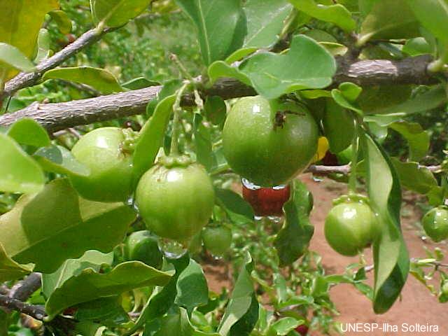 アセロラパウダーVC17％DR