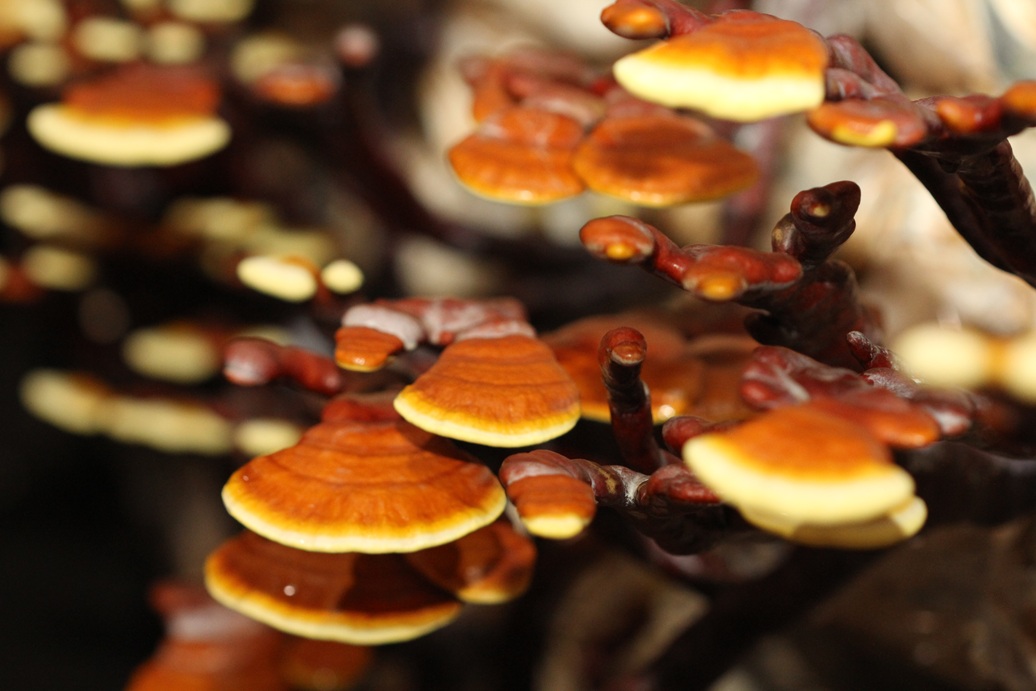 有機鹿角霊芝（微粉末)