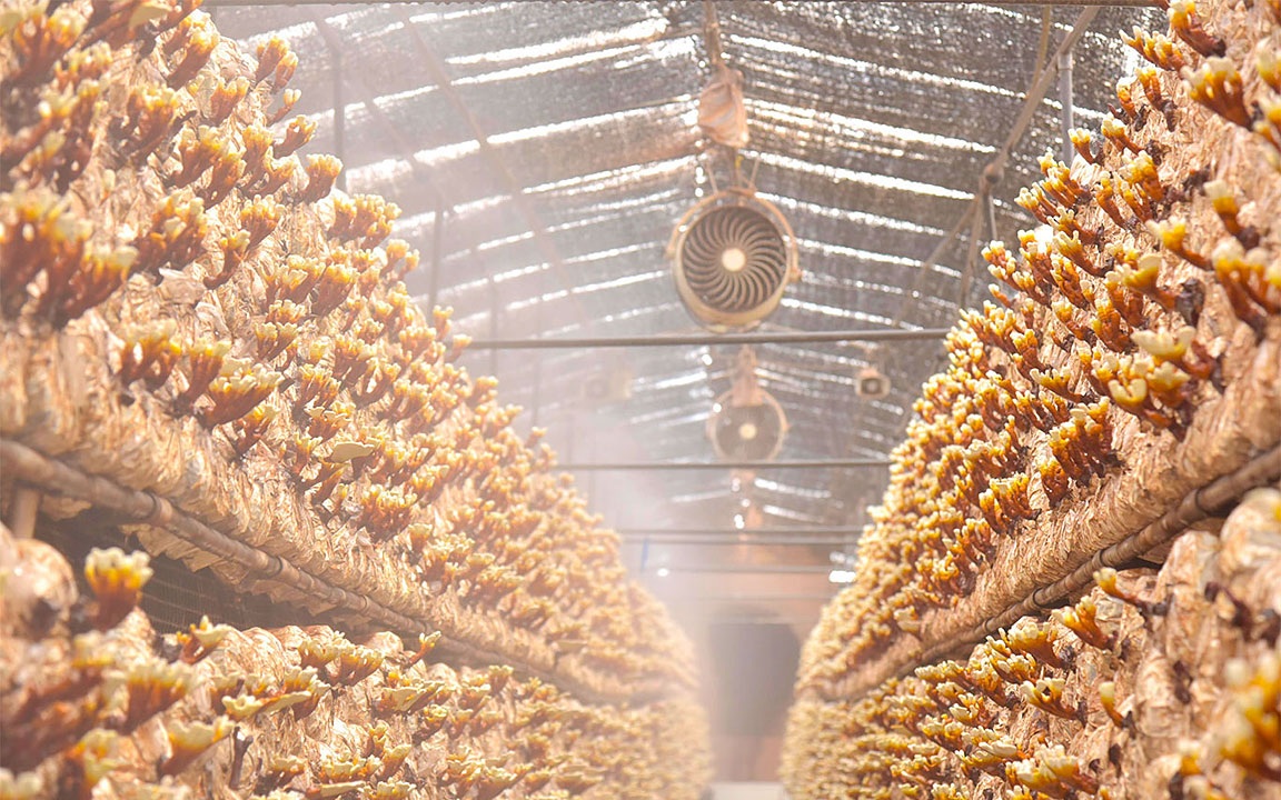 有機鹿角霊芝（微粉末)