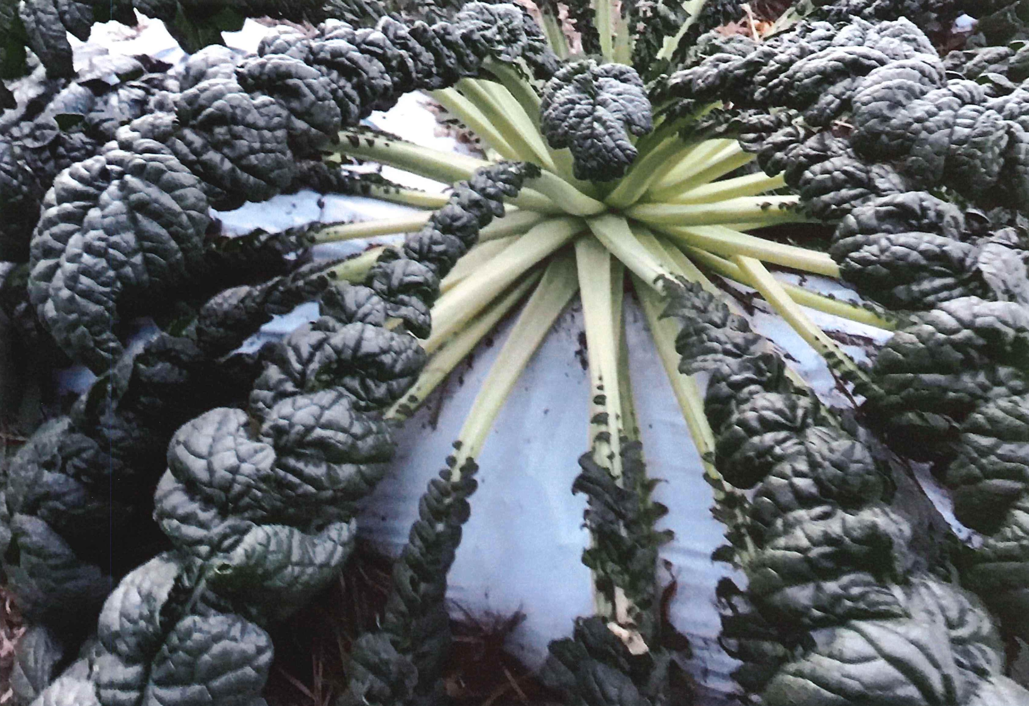 桜島大根粉末（トリゴネリン）