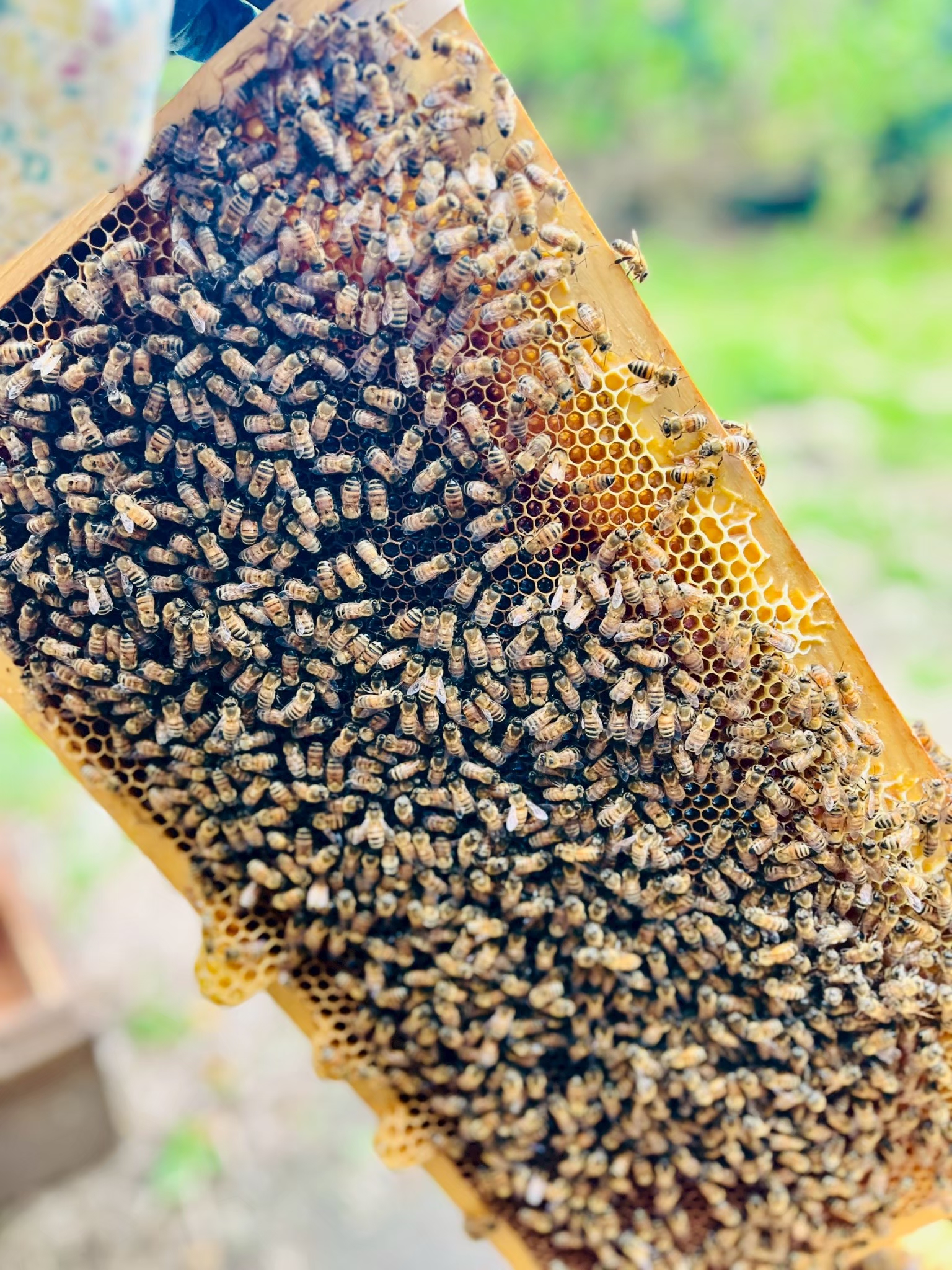 国産はちみつ(さくらんぼ蜂蜜)