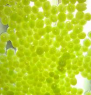 中国産ぶどうシラップ漬け（S / M / L）1号缶