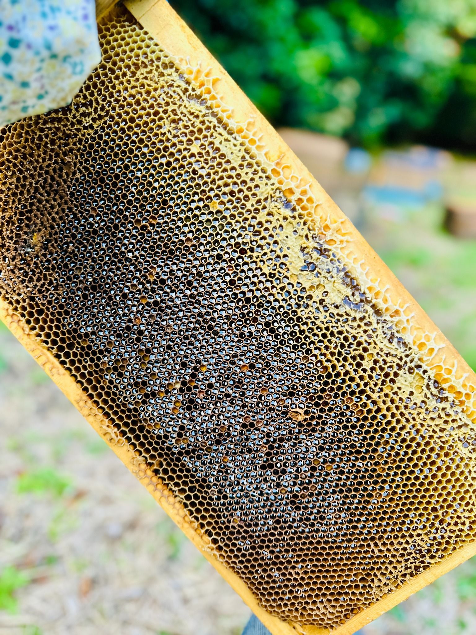 国産はちみつ(さくらんぼ蜂蜜)