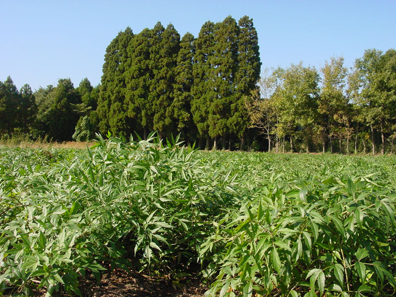 九州産 ヒュウガトウキ葉・茎殺菌粉末