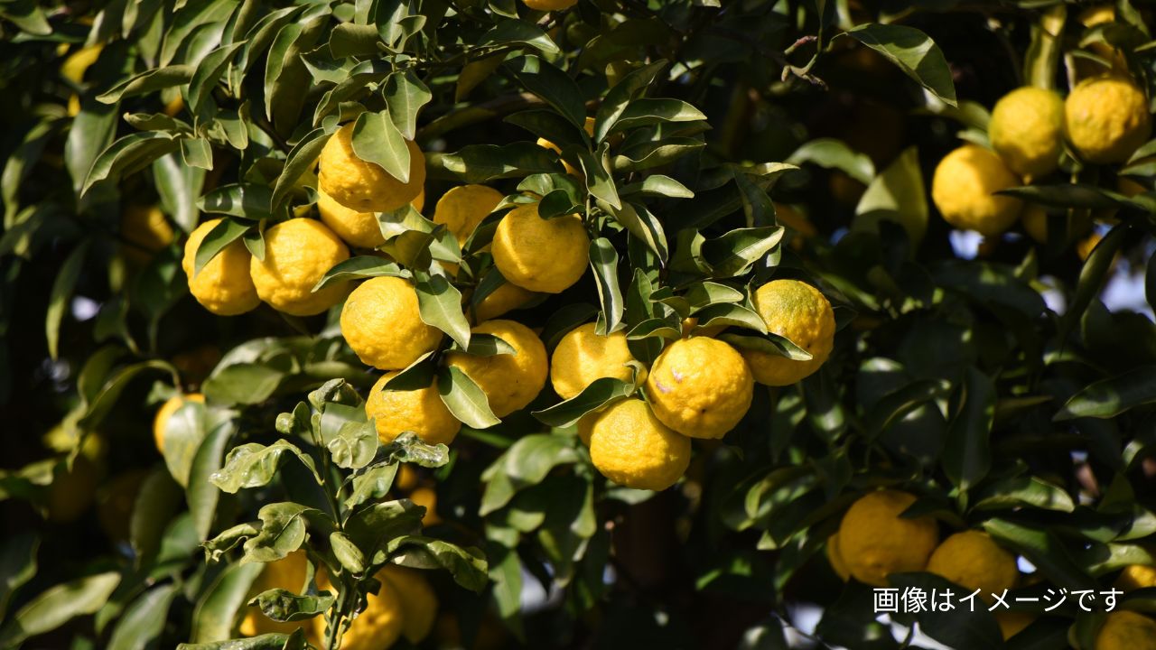 国産 乾燥柚子皮 / ゆず（業務用・OEM対応）