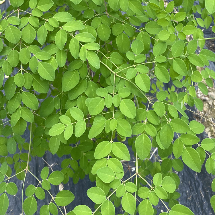 有機モリンガ粉末