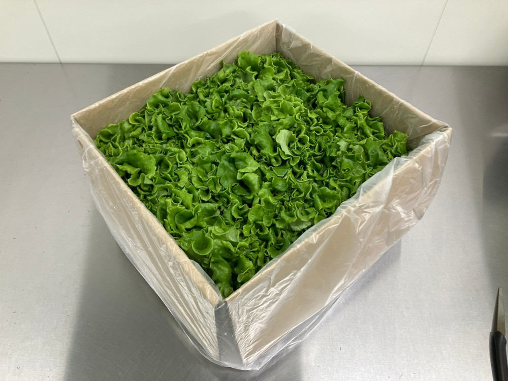 【栽培時農薬不使用】鮮度長持ち!グリーンリーフ