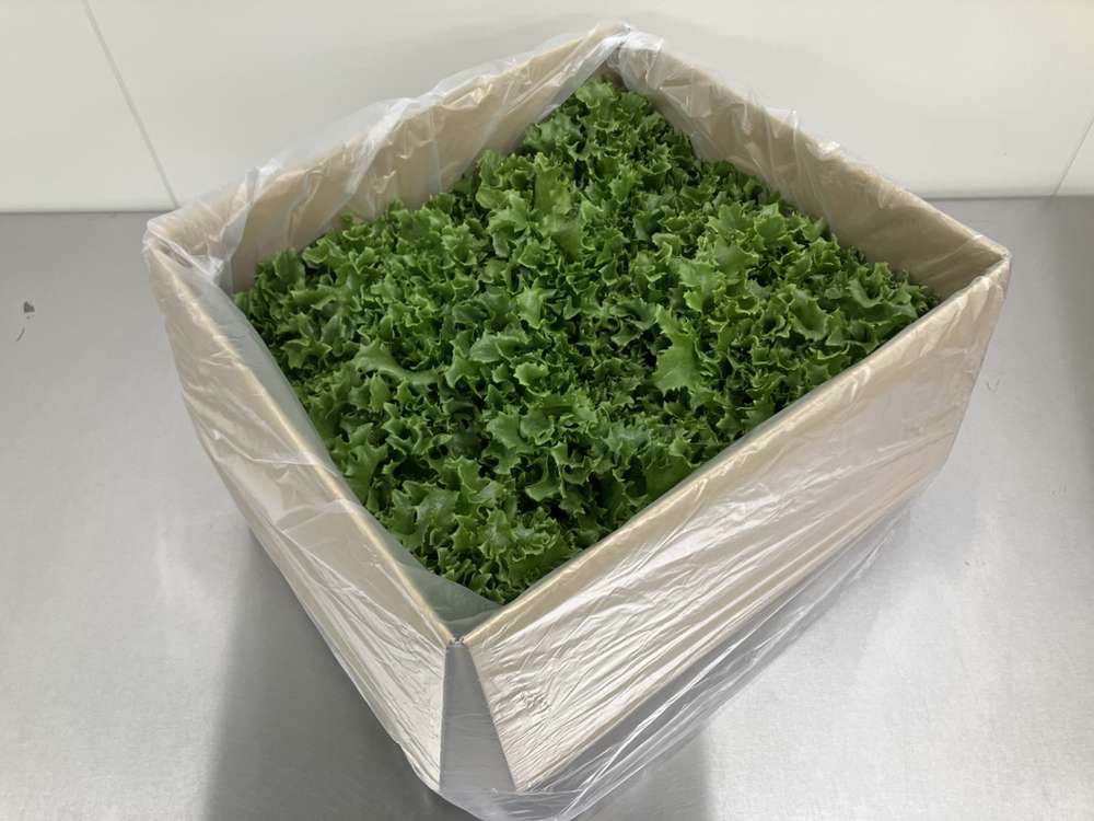 【栽培時農薬不使用】鮮度長持ち!フリルレタス